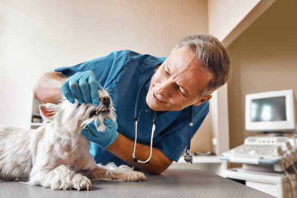Best Emergency Dental Care for Abscessed Tooth in New Haven, MI